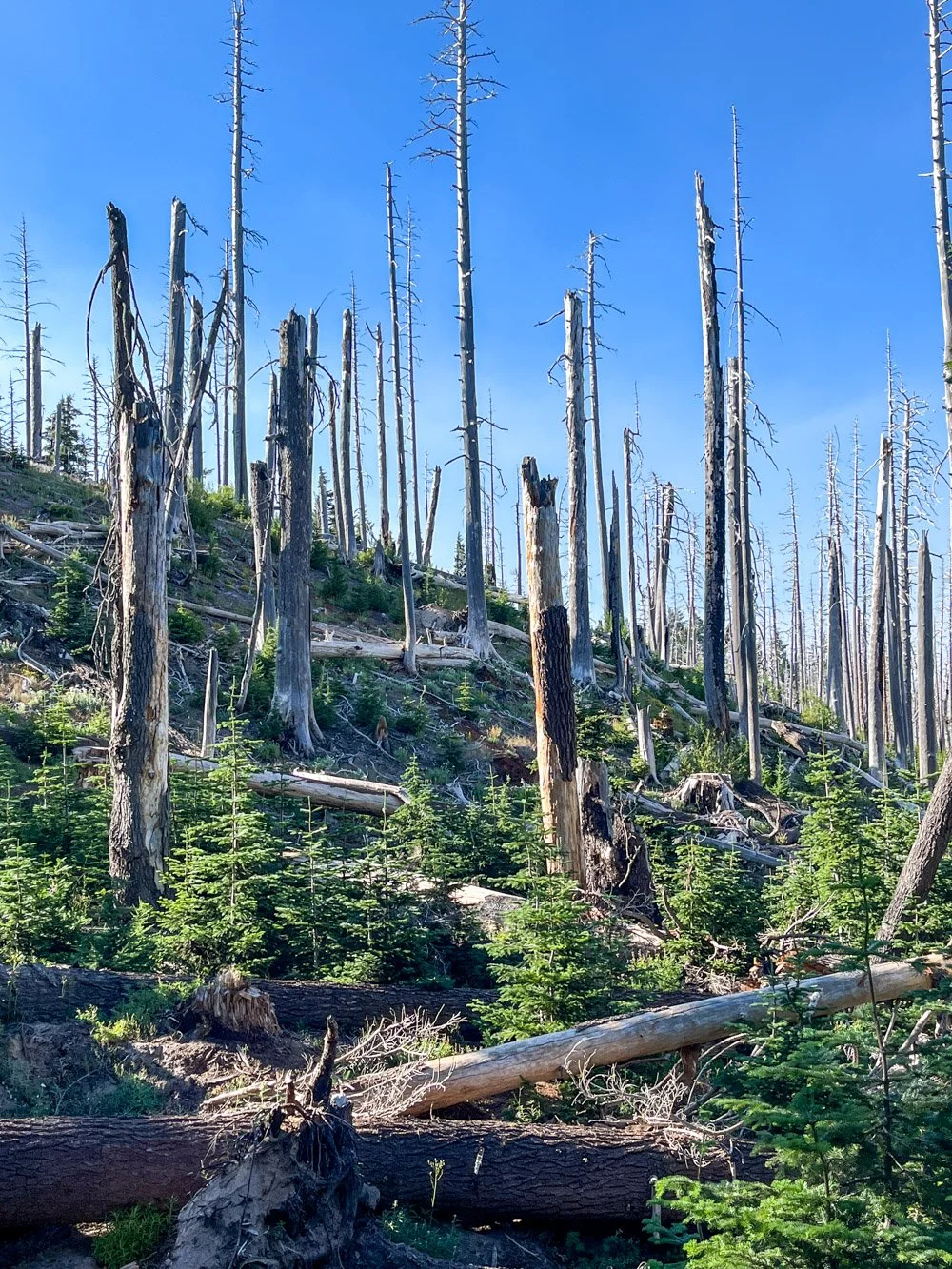 Gnarl Ridge Fire (2008) regrowth