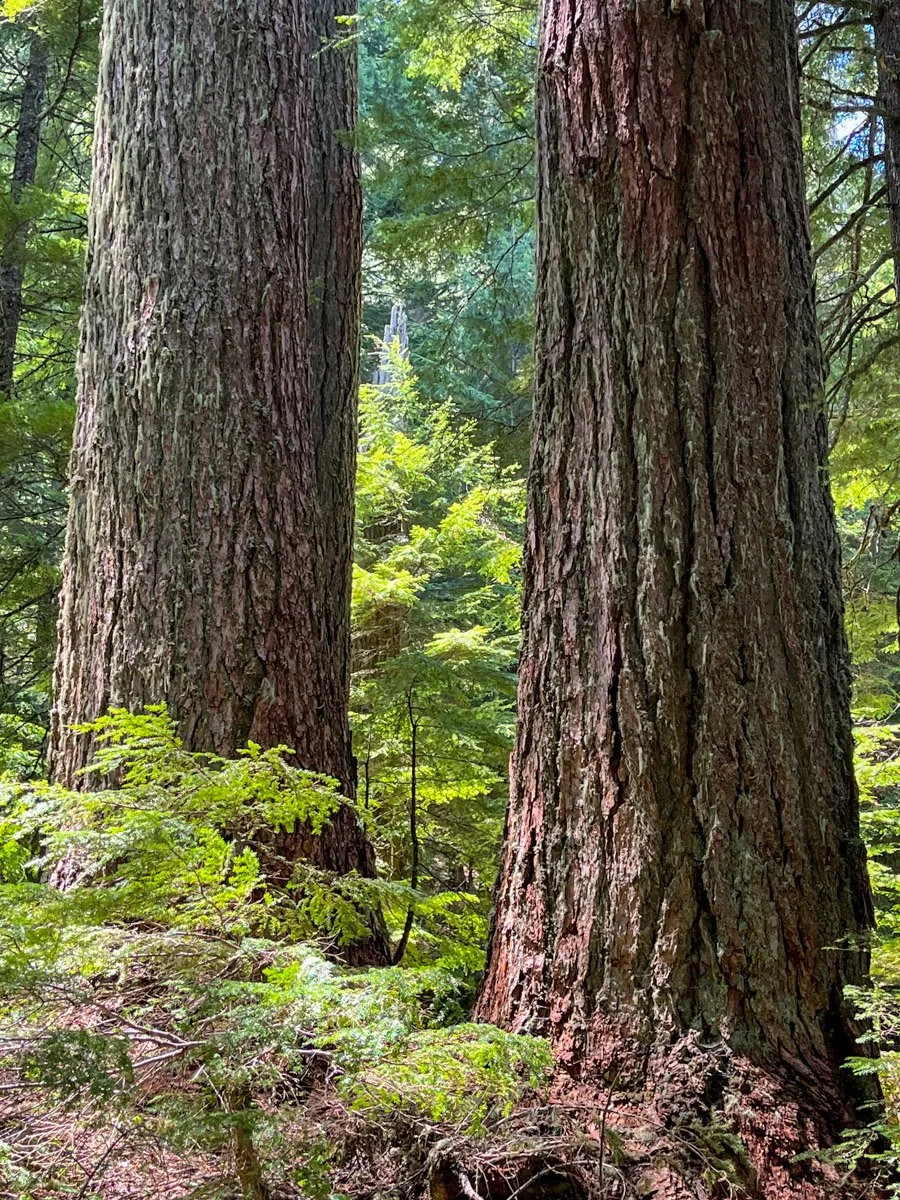 Large Douglas-fir