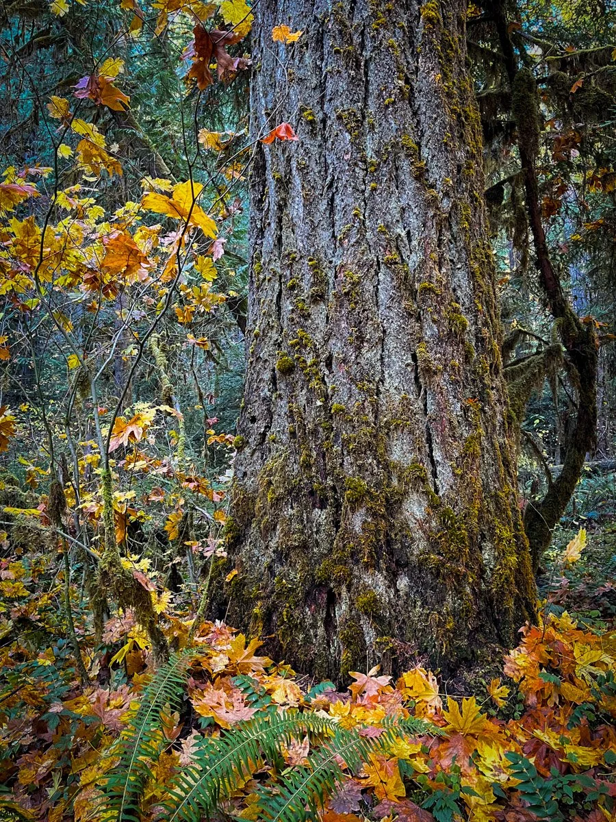 61. Larison Creek
