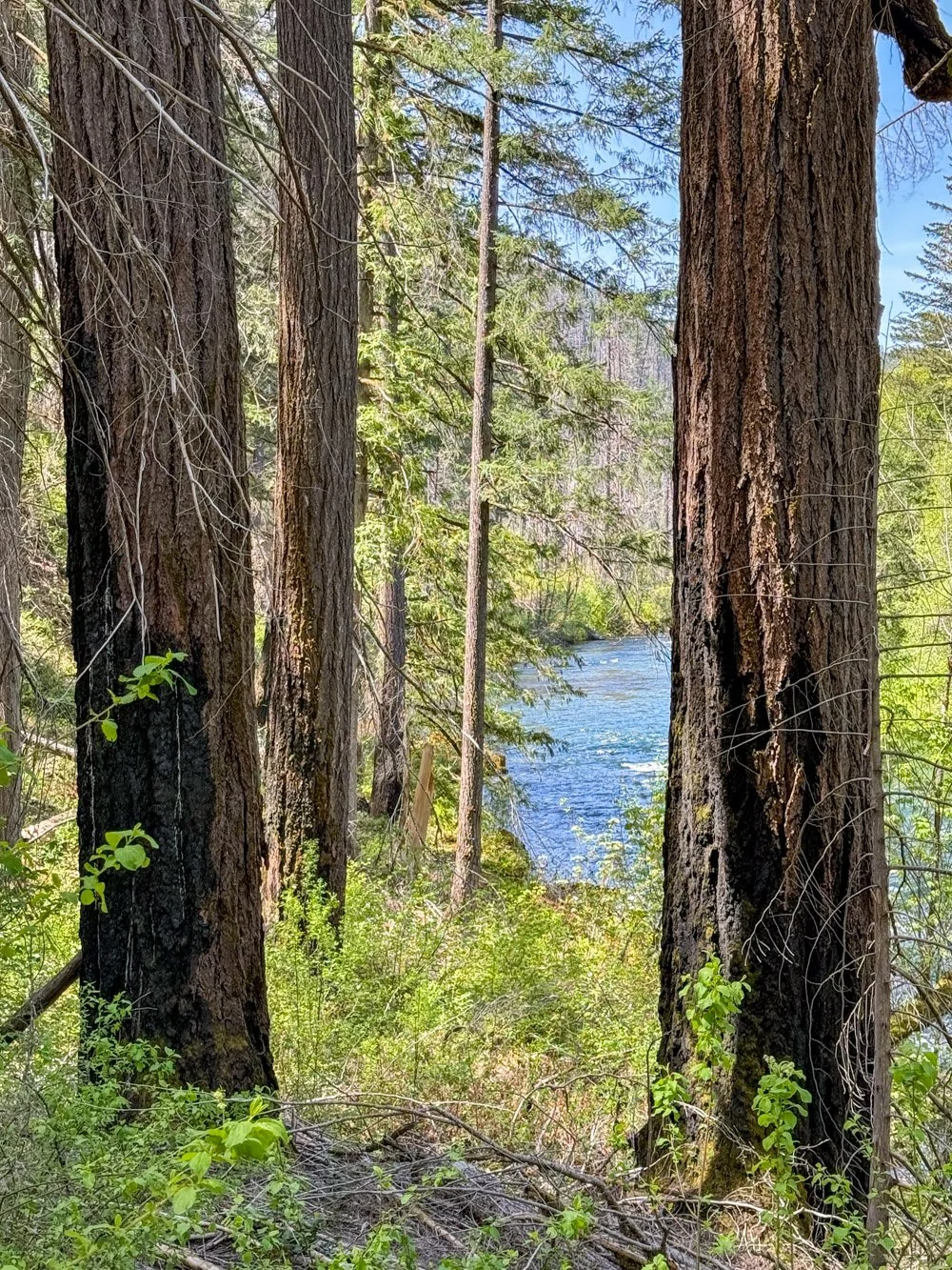 Fire-scorched survivors along the North Umpqua River