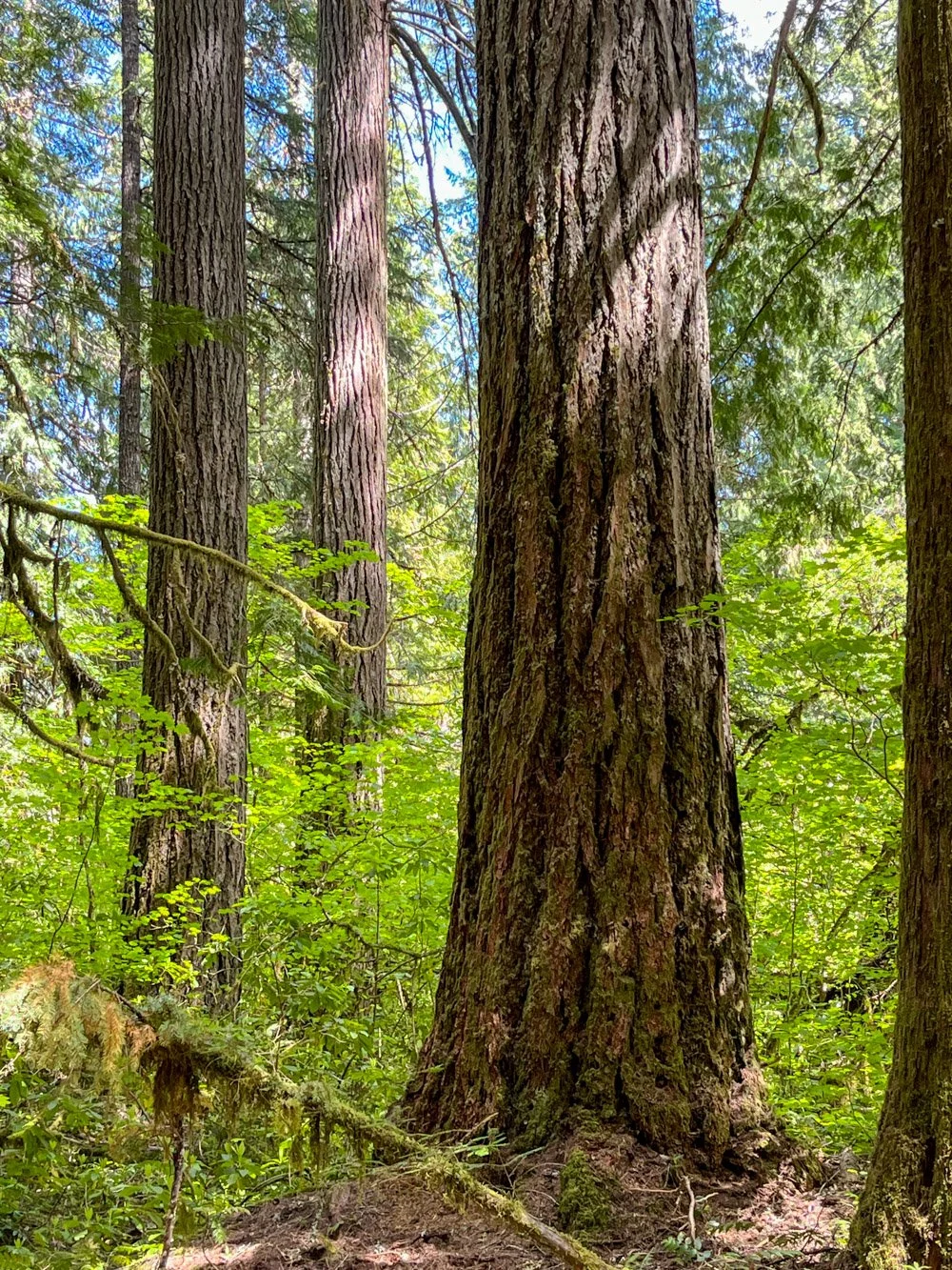 Old Douglas-fir near Toketee Falls