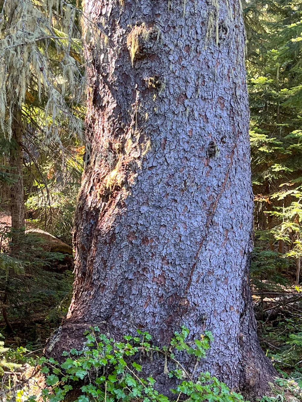 Old Engelmann spruce