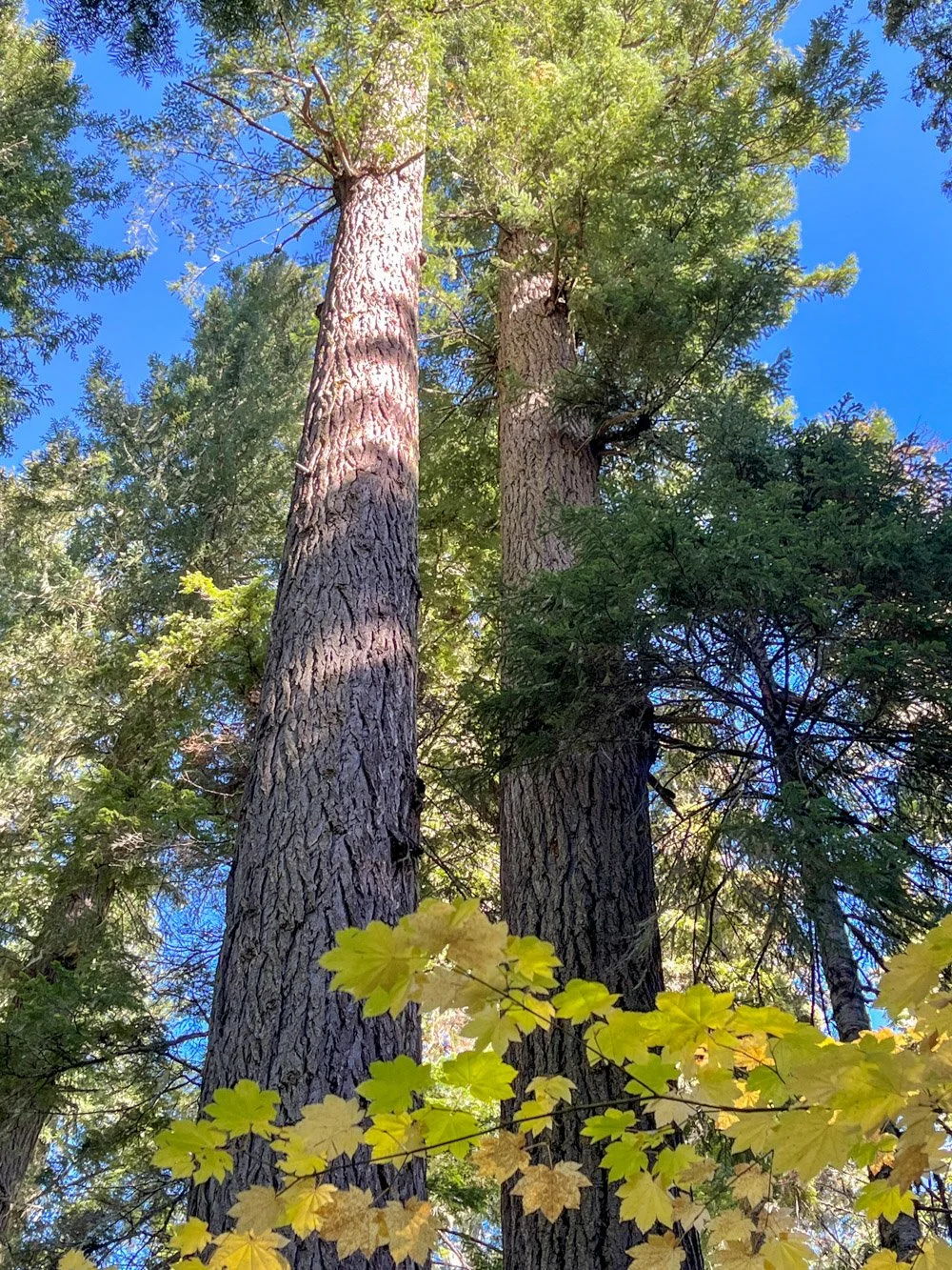 Towering Douglas-fir