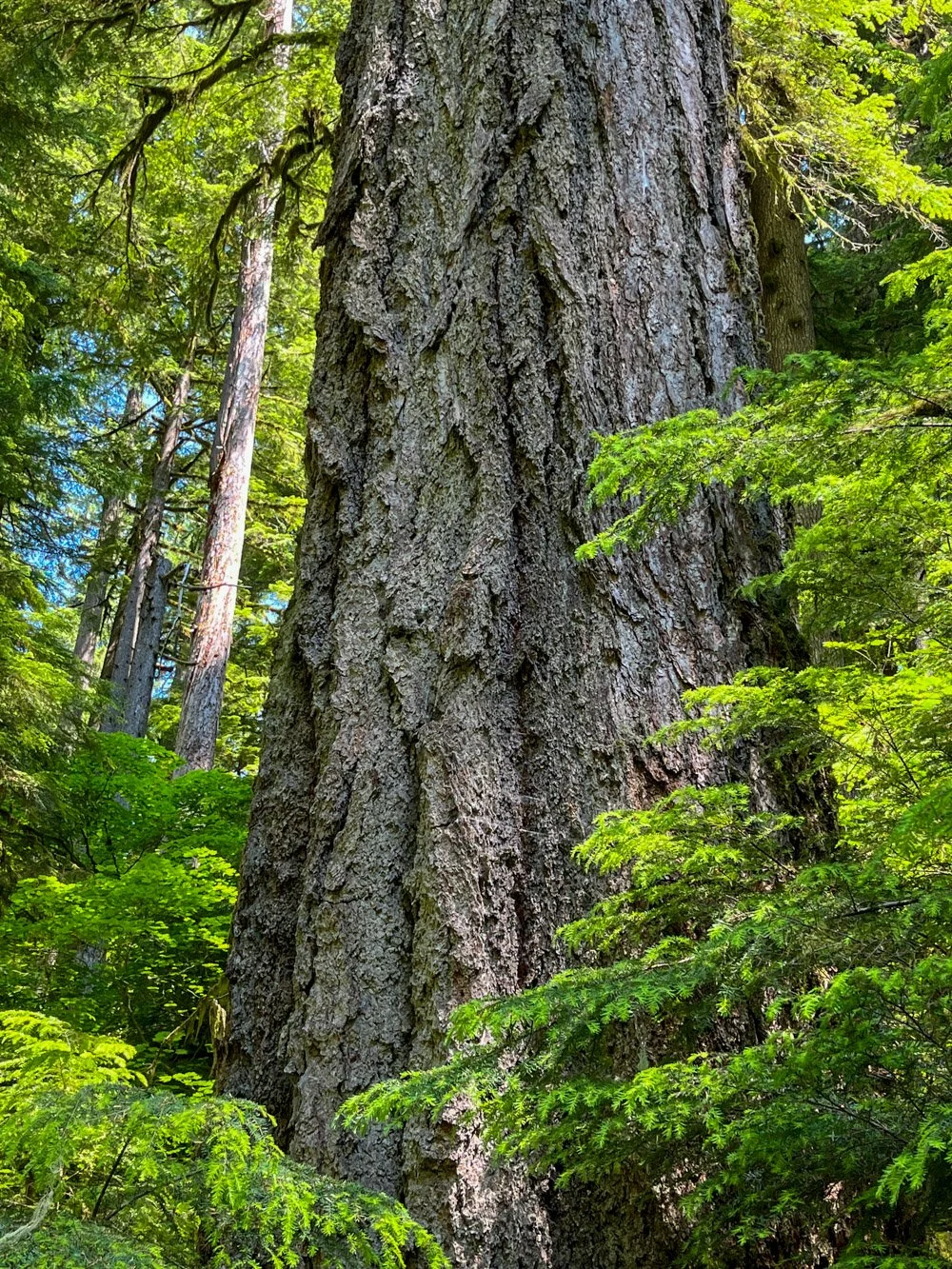 Huge Douglas-fir