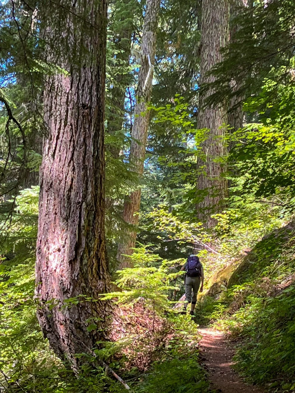 Douglas-fir old growth