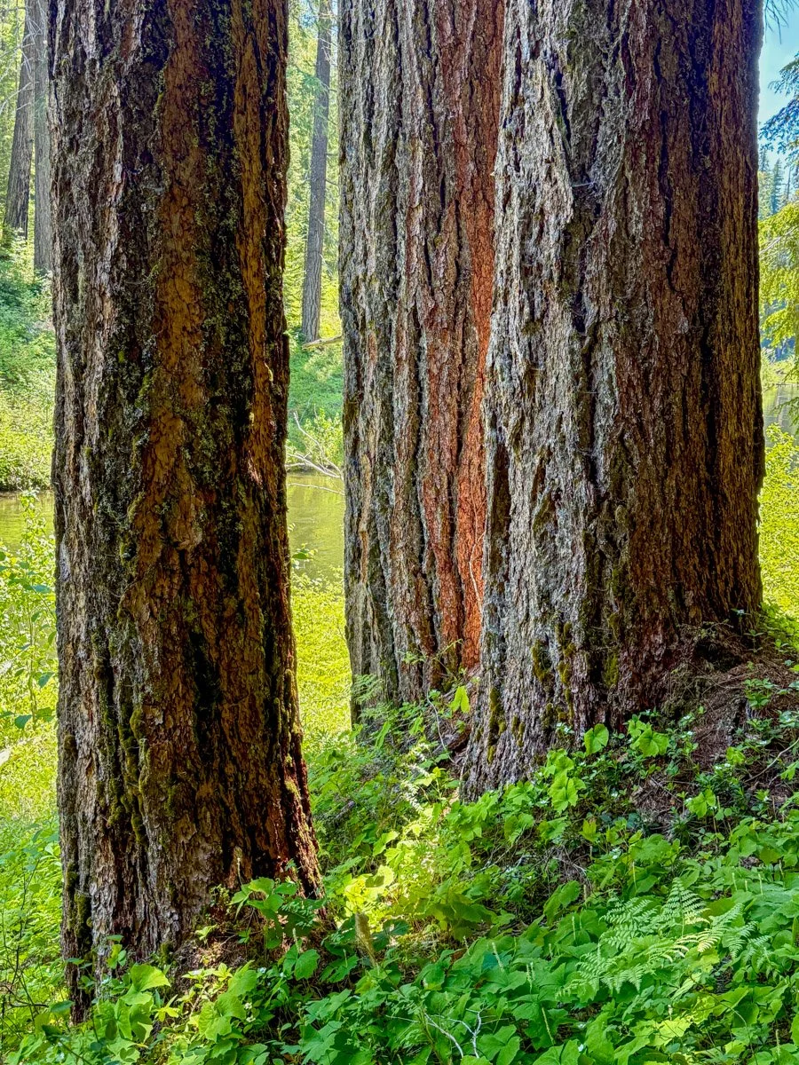 Trio of Douglas-fir