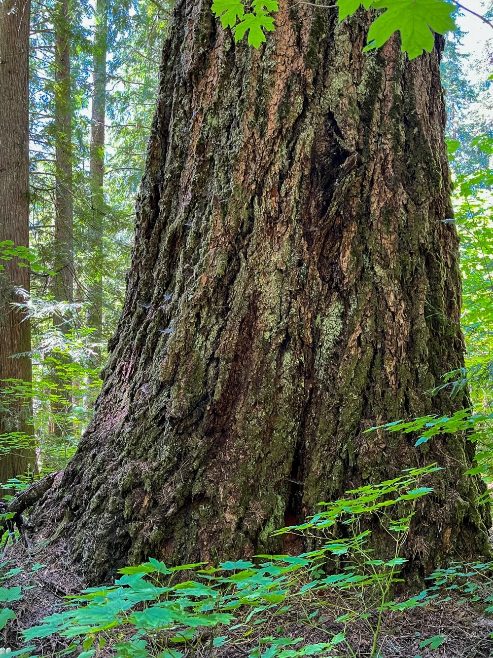 Enormous Douglas-fir
