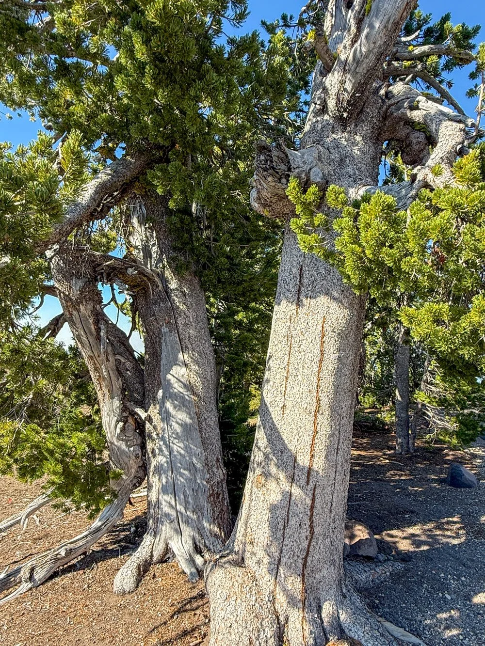 Old whitebark pine