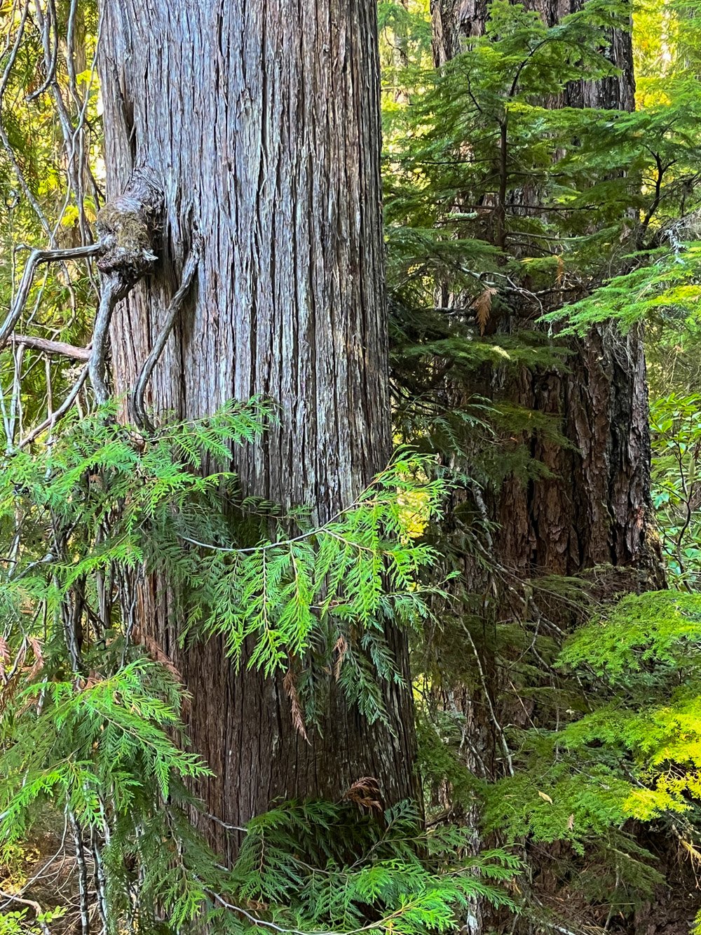 Western redcedar