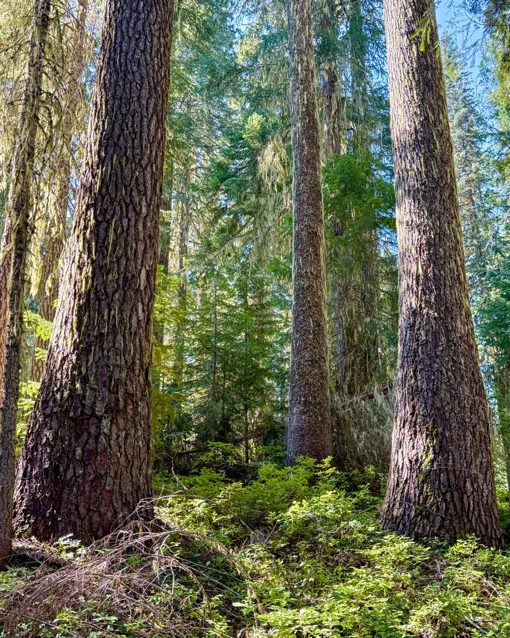 Shasta red fir