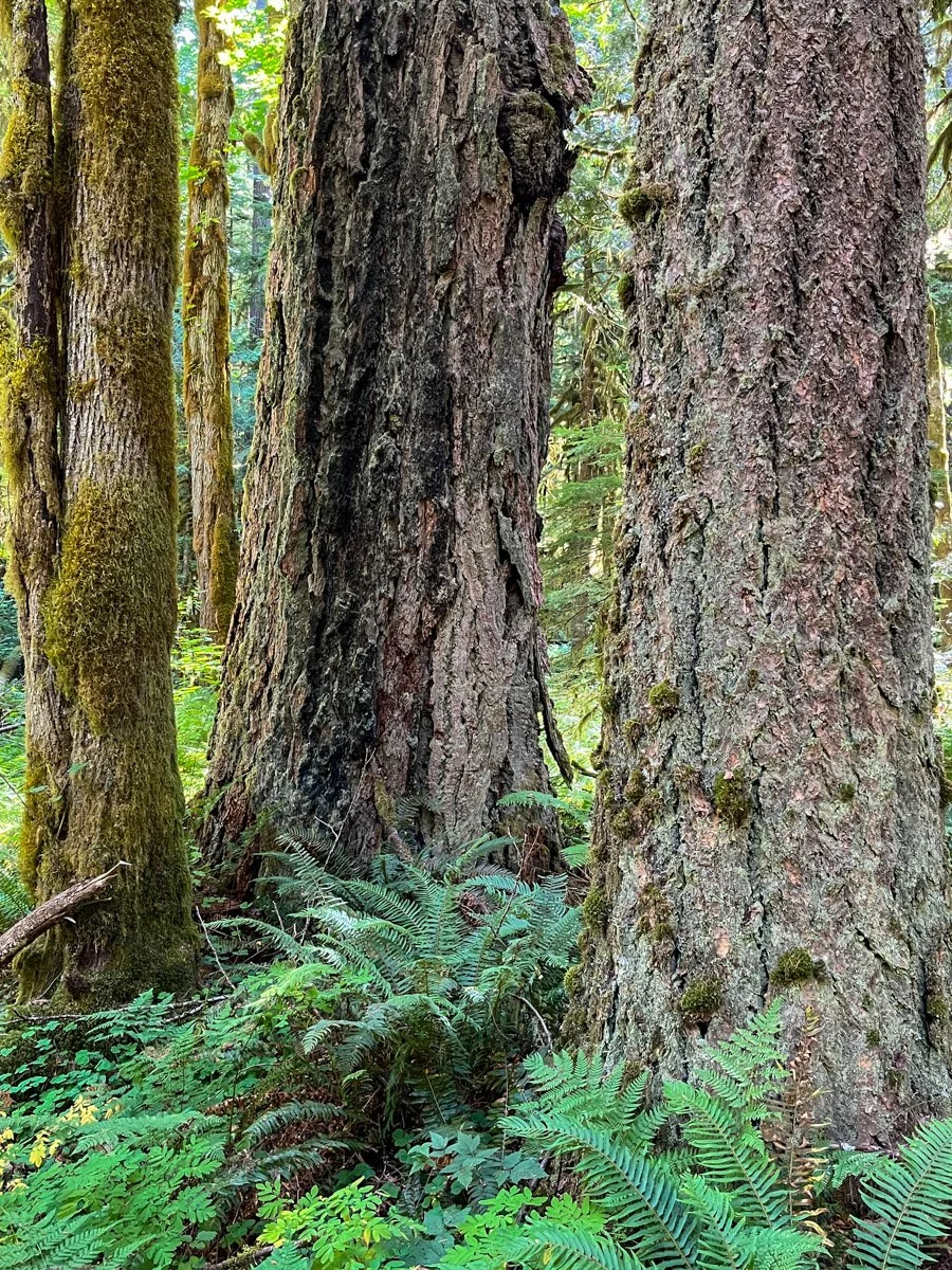 OLd-growth Douglas-fir