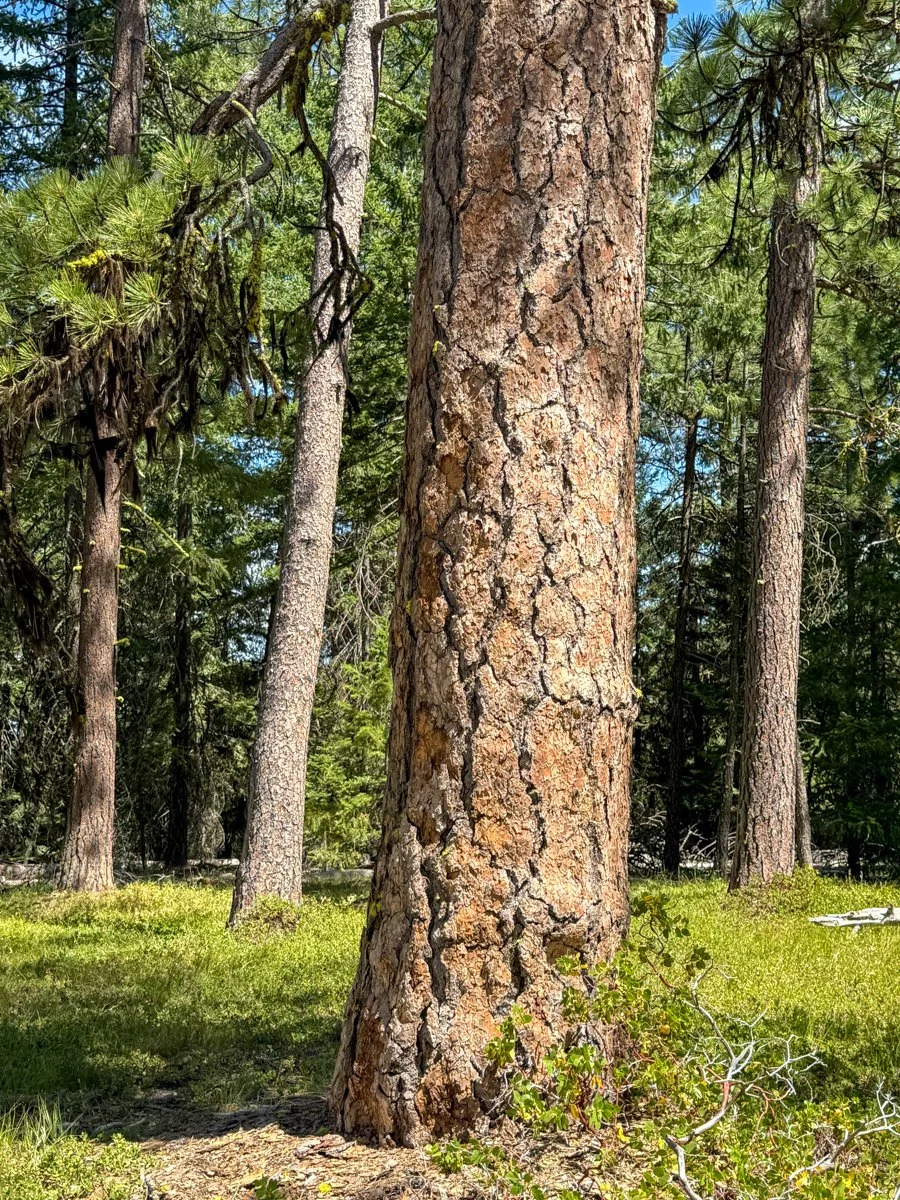 Open grove of old ponderosa pine