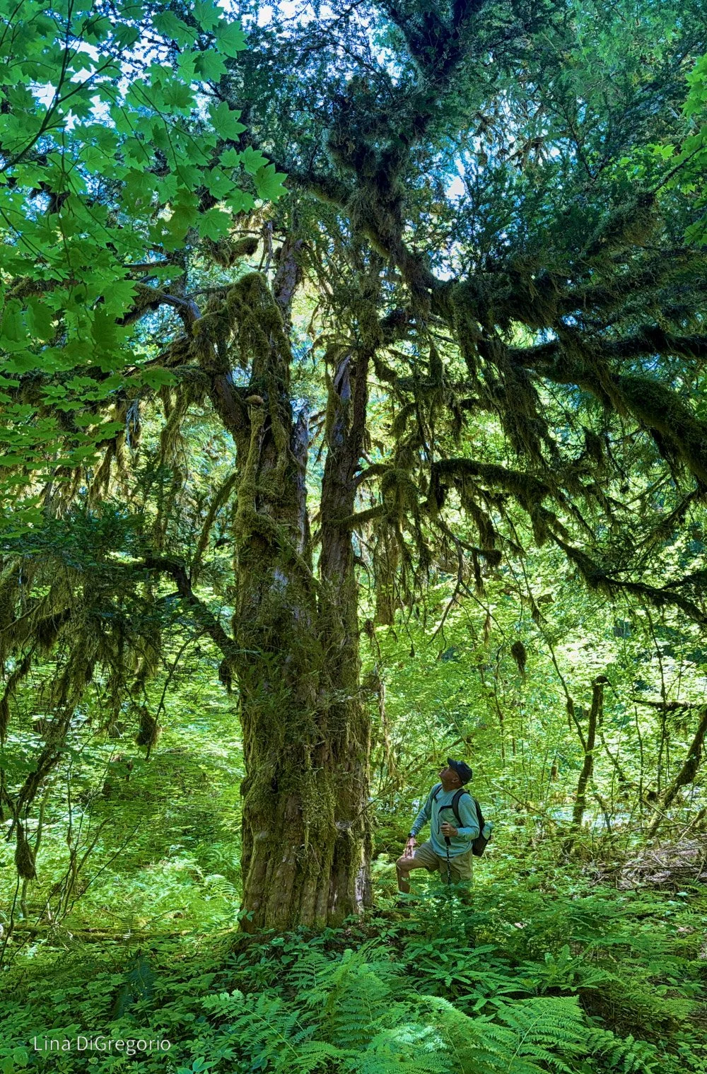 49. Upper North Fork