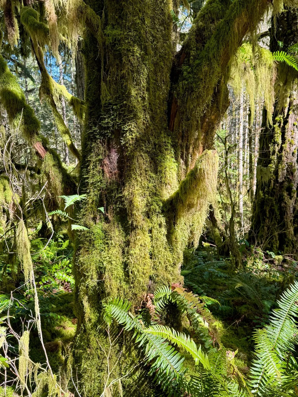 Moss-covered Pacific yew