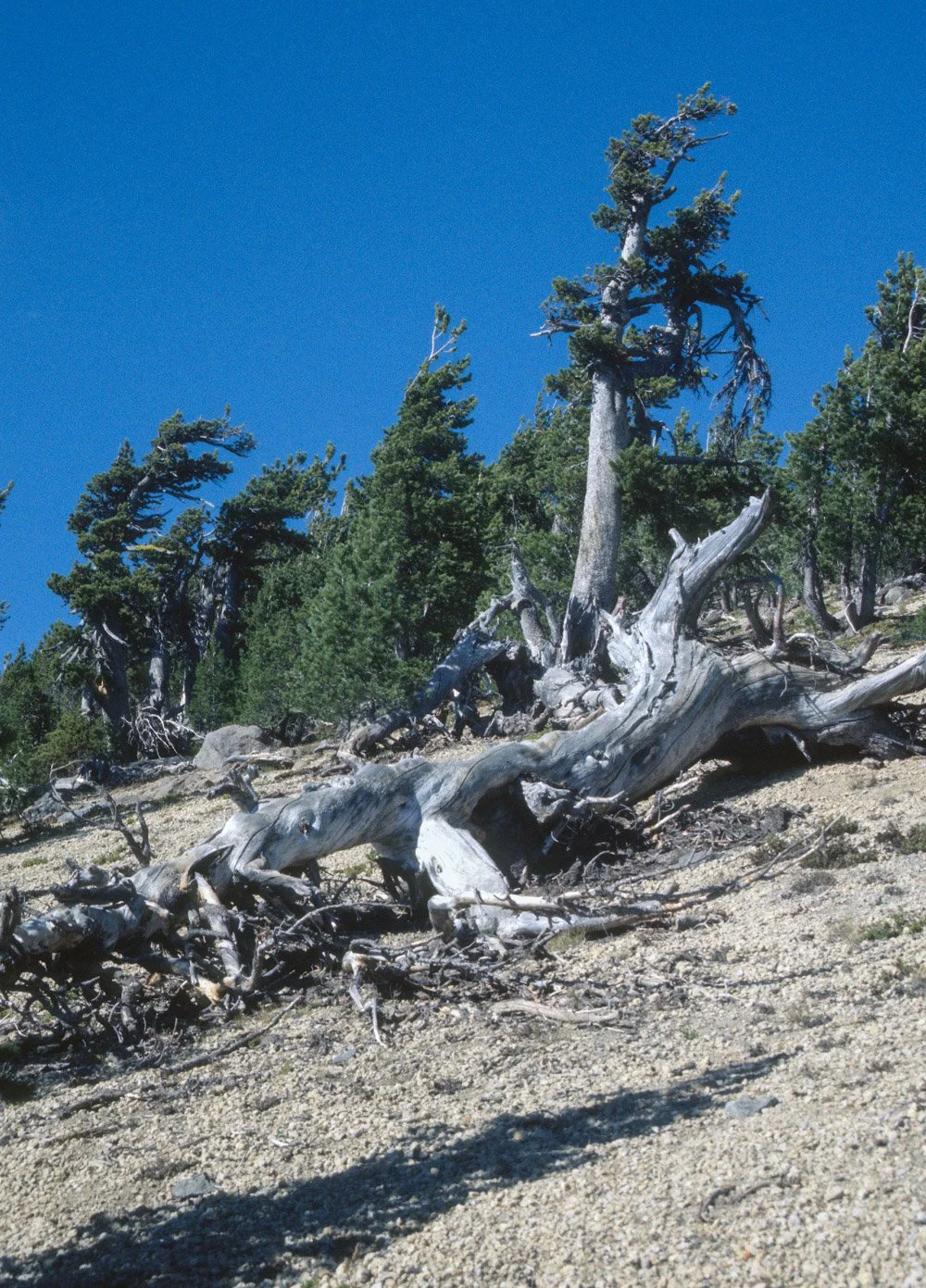Whitebark pine log