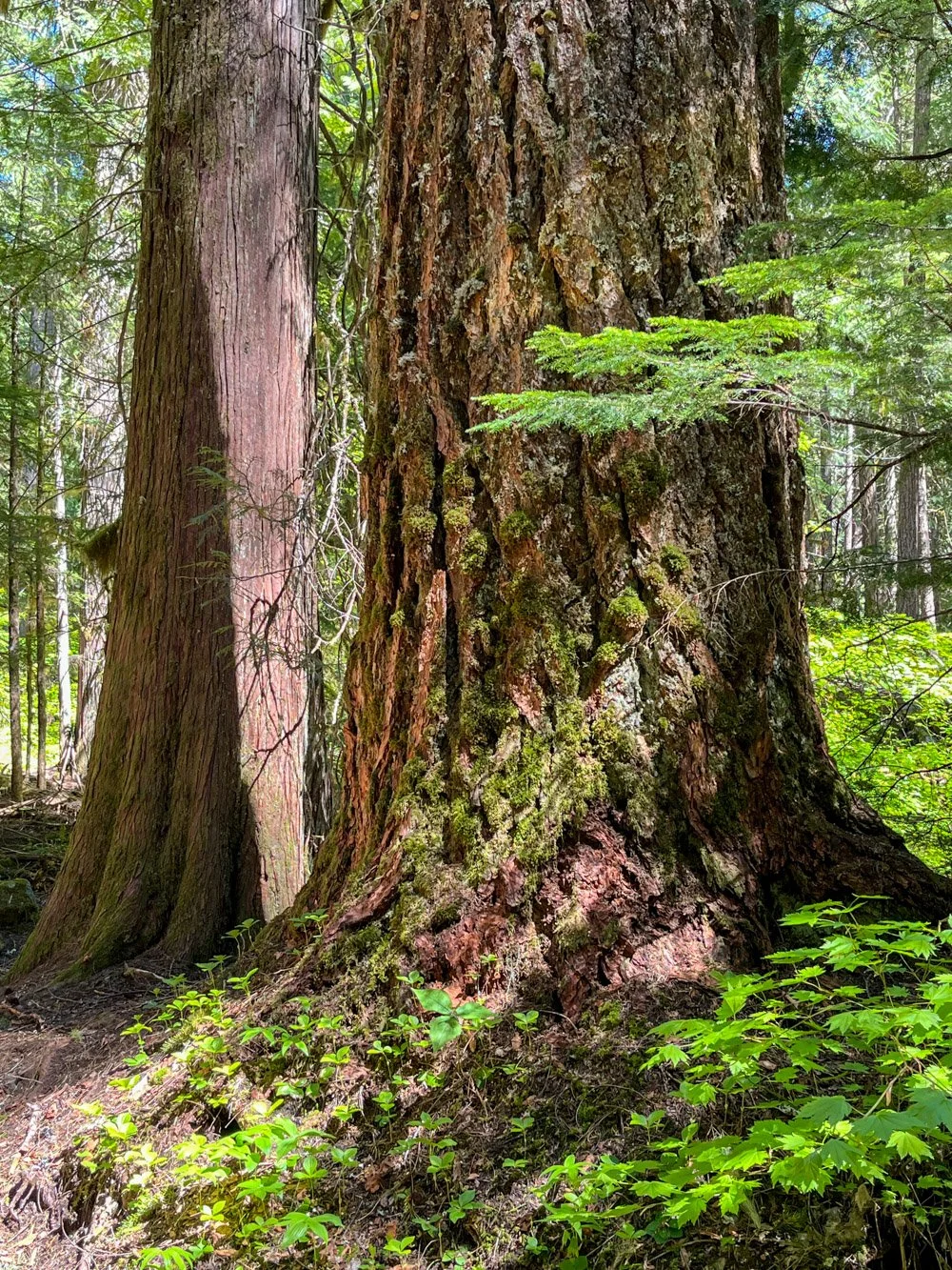 Douglas-fir and western redcedar