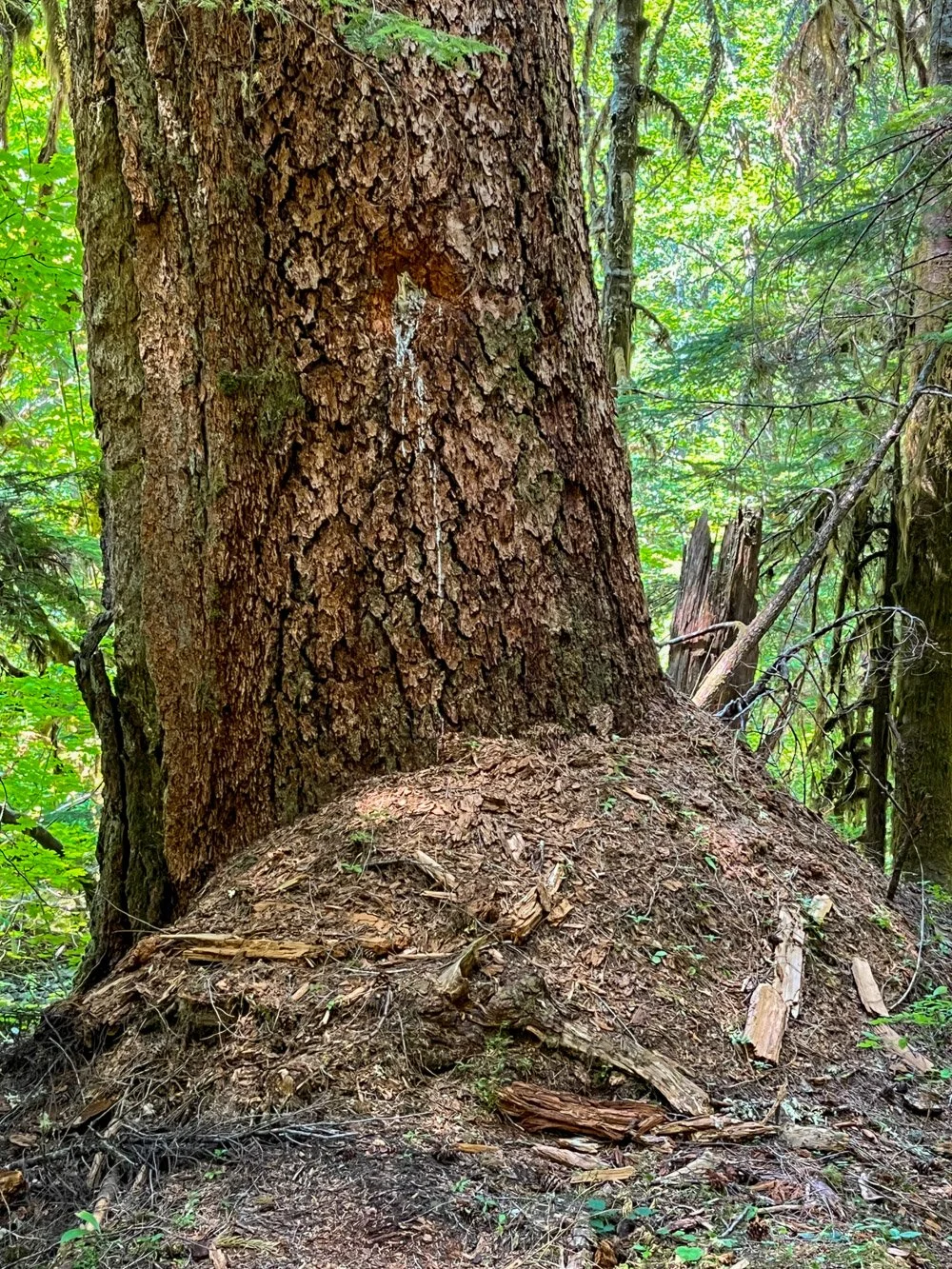Large duff mound around an old Douglas-fir