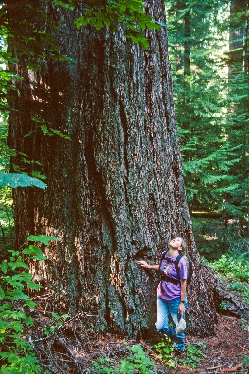 Joe Goddard's Grove. giant Douglas-fir, pre-fire (1997)