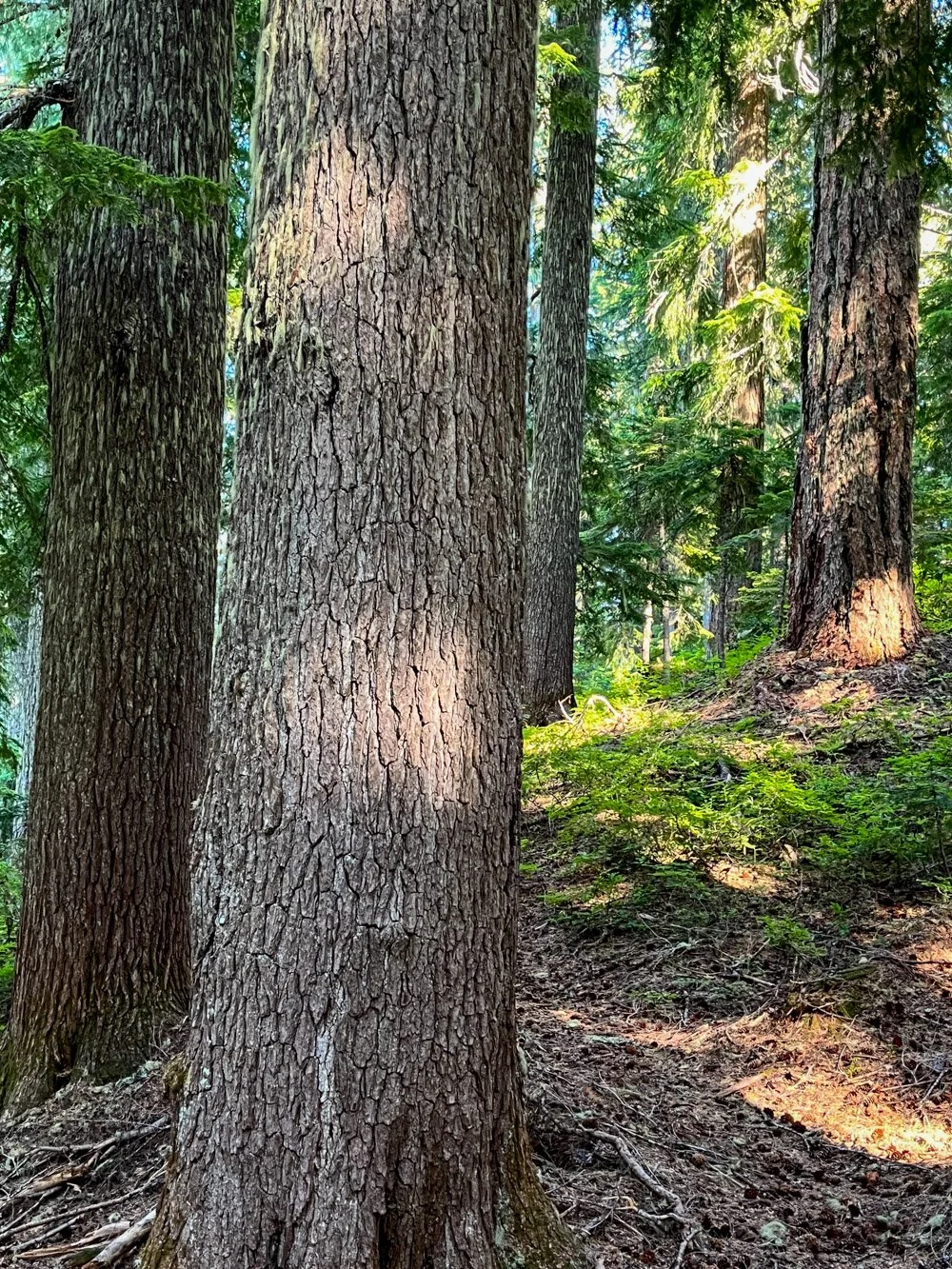 Old growth western hemlock and Douglas-fir