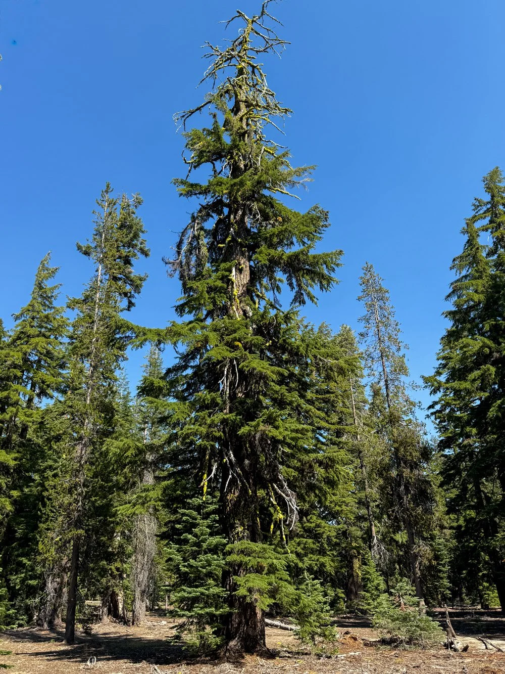 Mountain hemlock