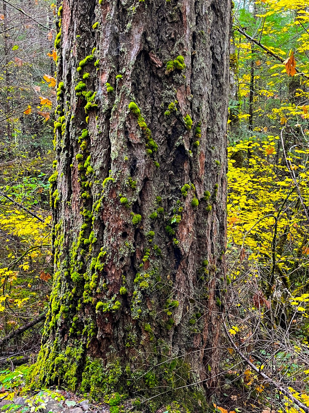 Old Douglas-fir