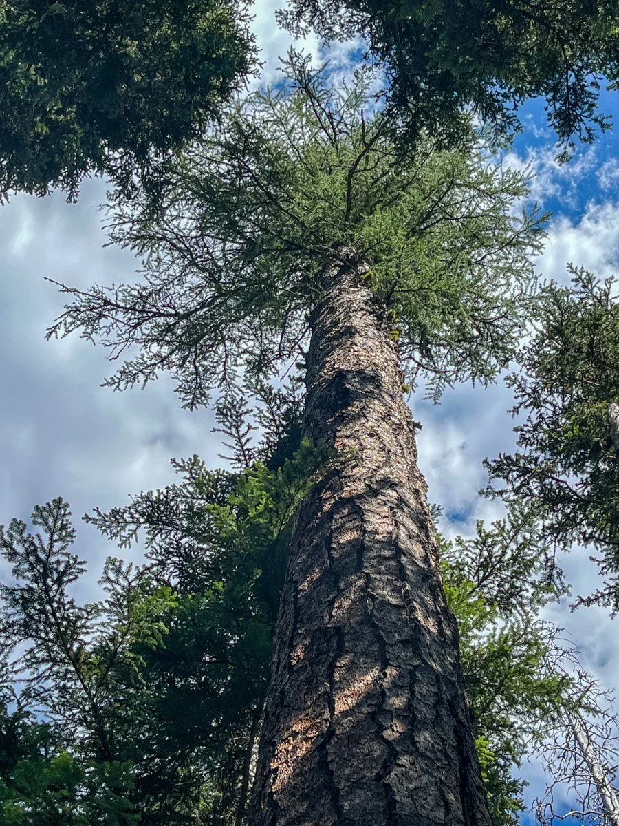 Stout western larch