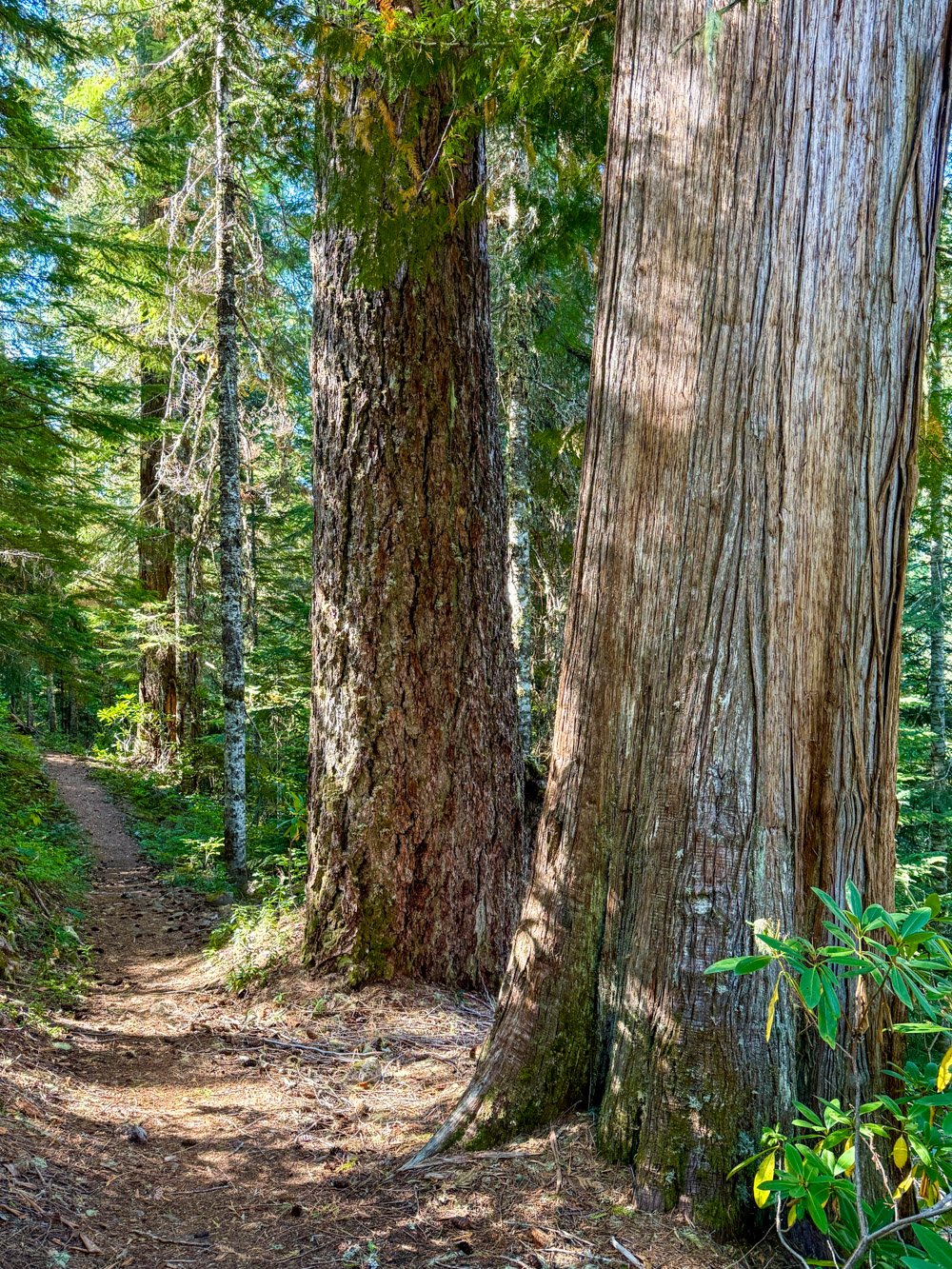 Western redcedar and Douglas-fir