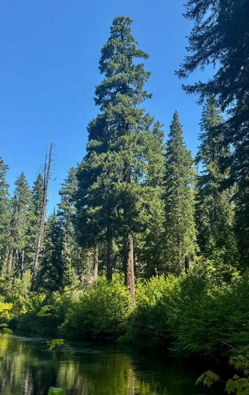 Douglas-fir by the river