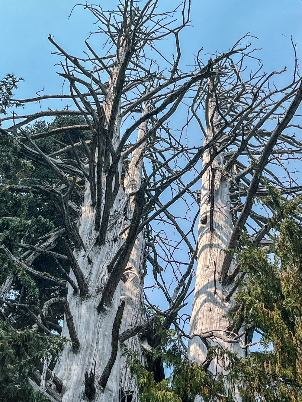 Distinctive Alaska yellow cedar snags