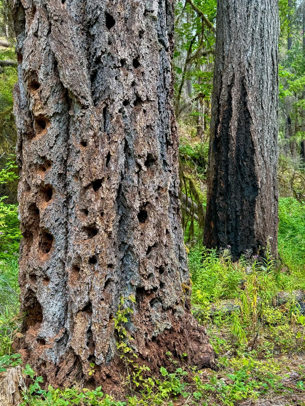 Douglas-fir