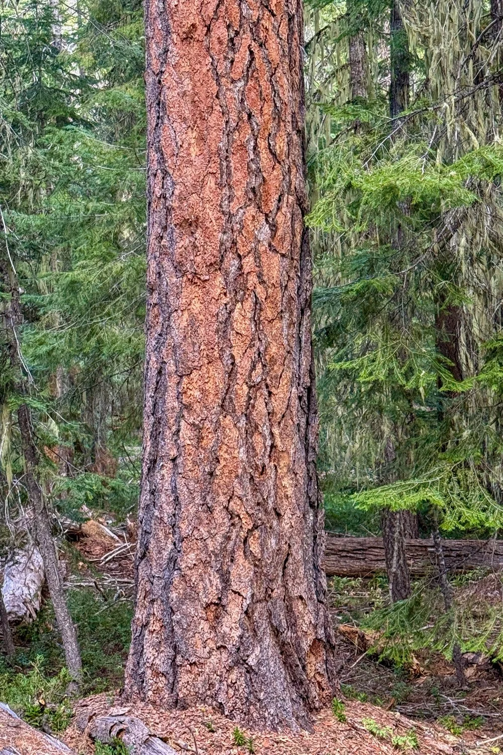 Old ponderosa pine