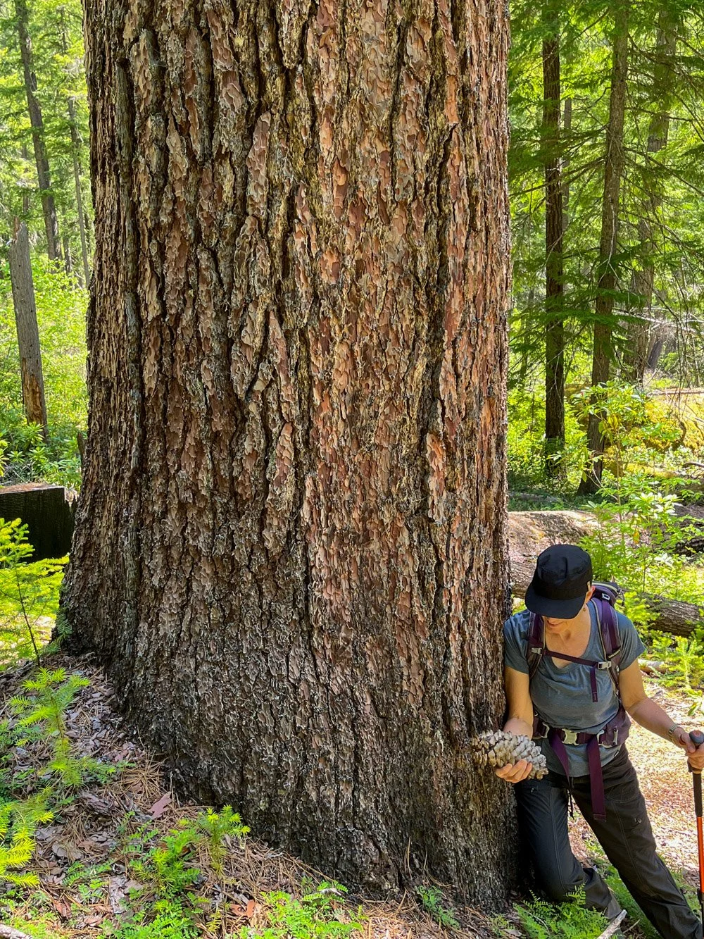 Sugar pine here