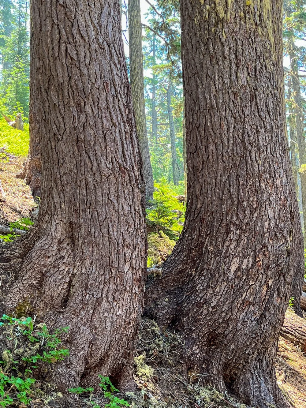 Old mountain hemlock