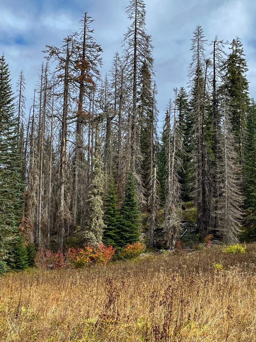 On the meadow's edge