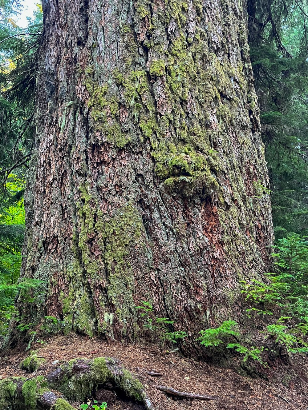 Bill Taft Tree, almost 10' thick