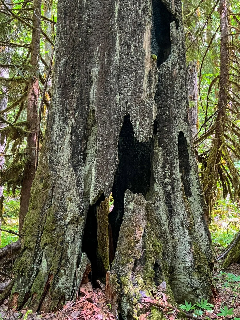 Redcedar remnant