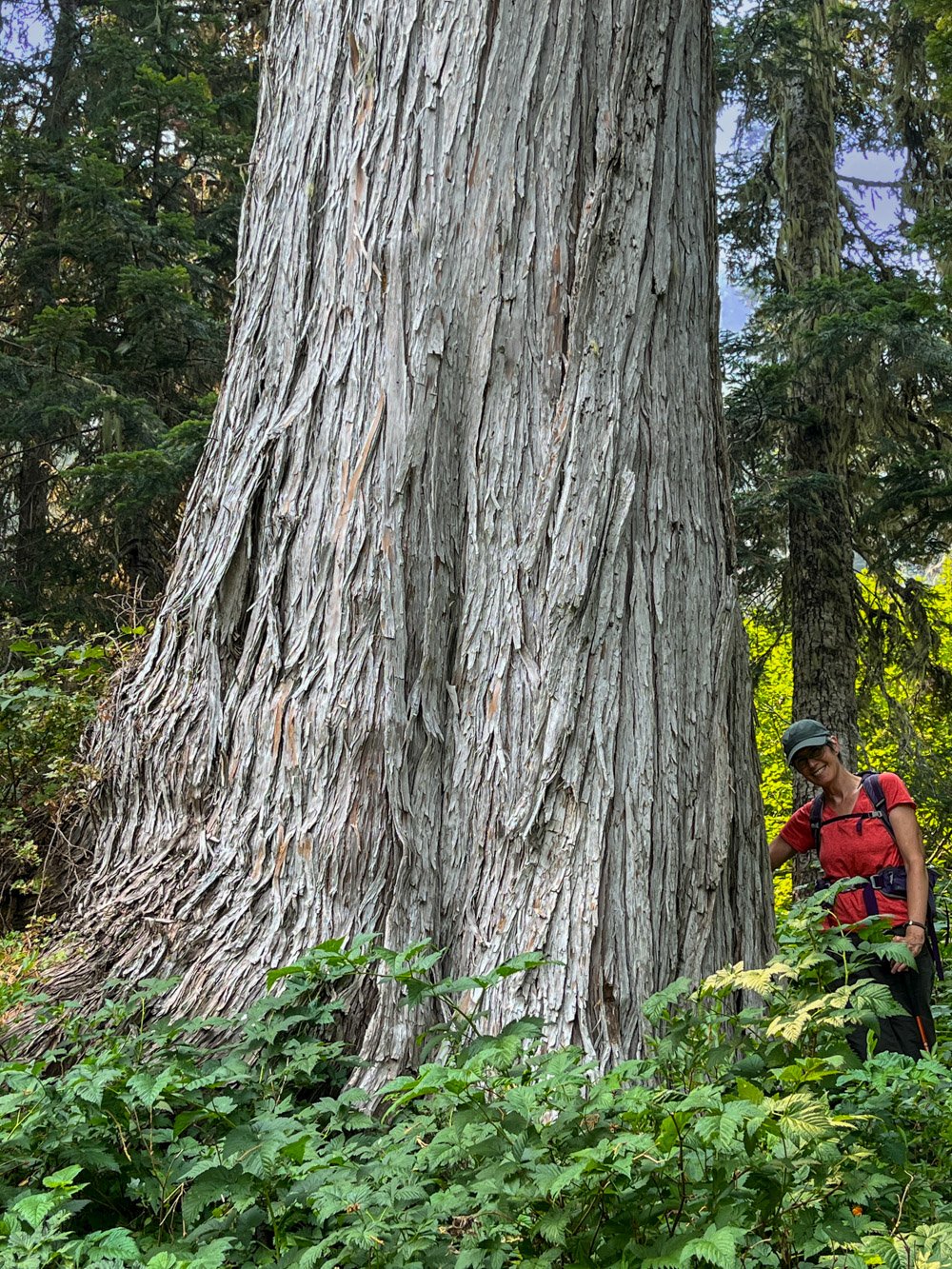 Diane and the big yellow cedar