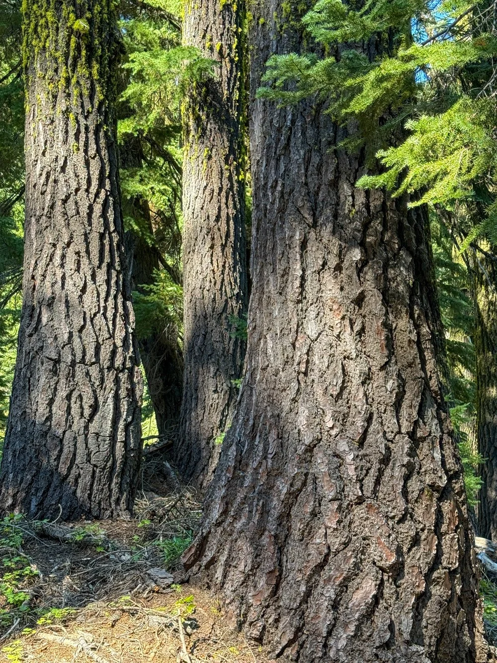 Large Shasta red fir