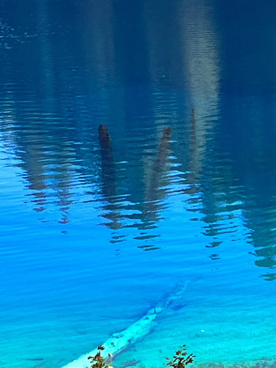 3,000 year-old underwater snags