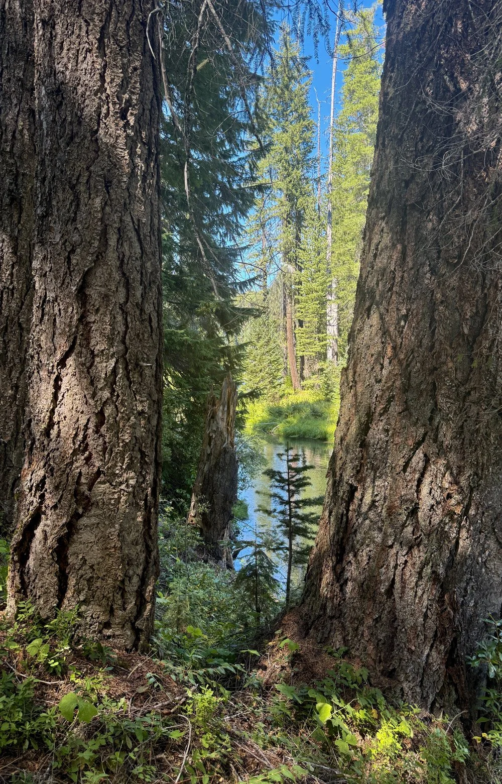 Riverbank Douglas-fir