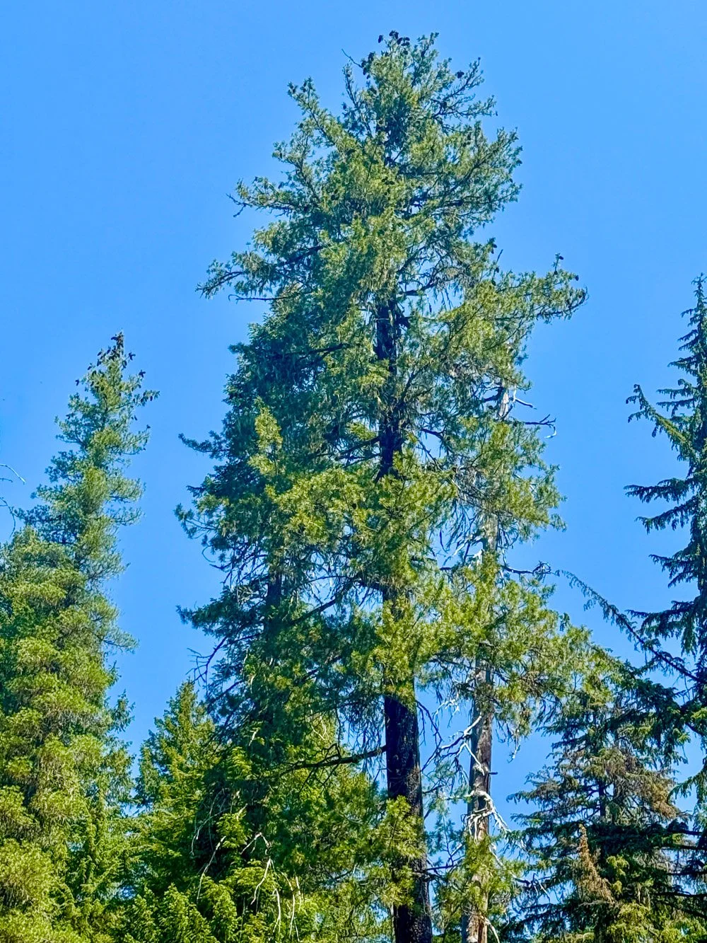 Western white pine