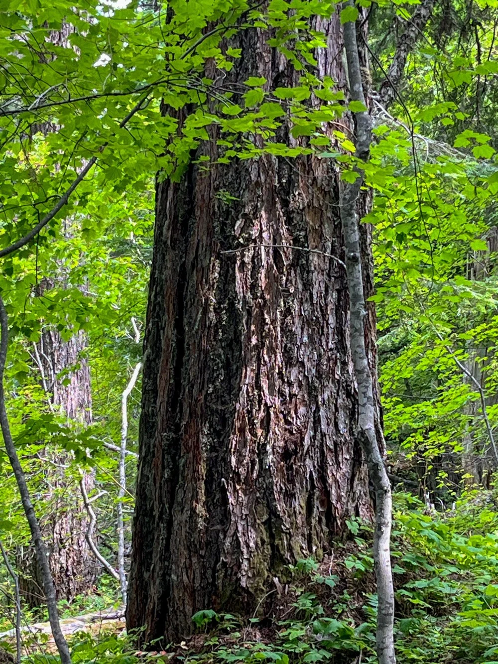 Enormous Douglas-fir, pre-fire