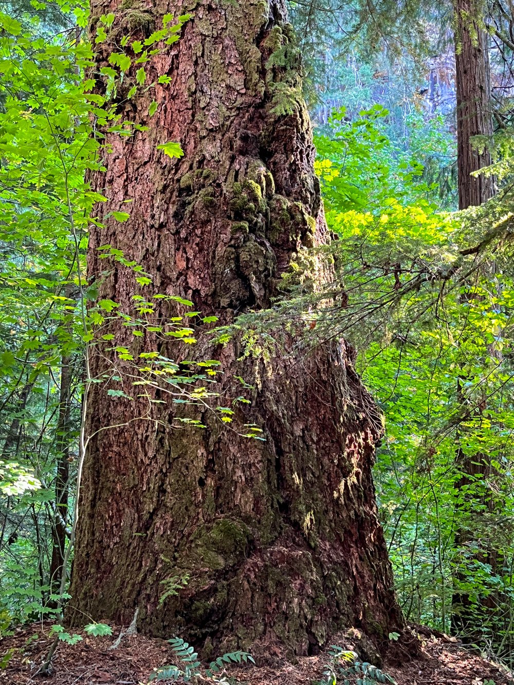 Big Douglas-fir
