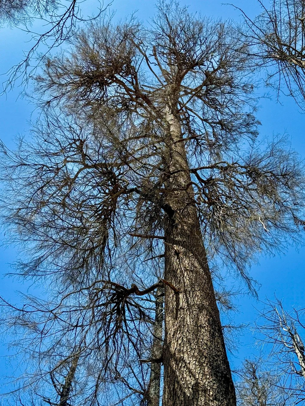 Western hemlock post-fire skeleton