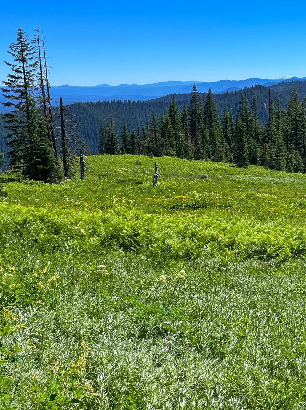 Mountain meadow looking southeast