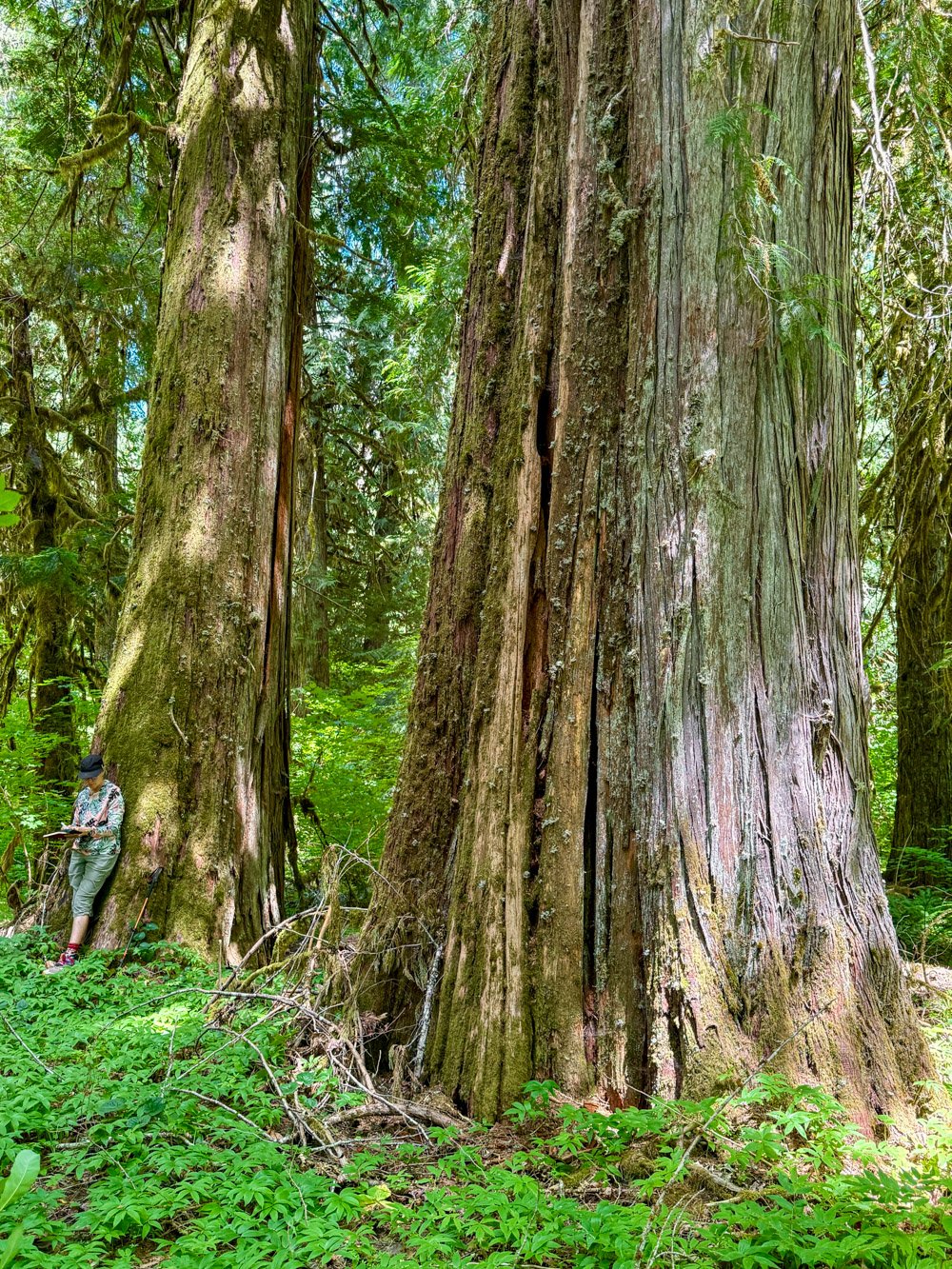 Redcedar grove