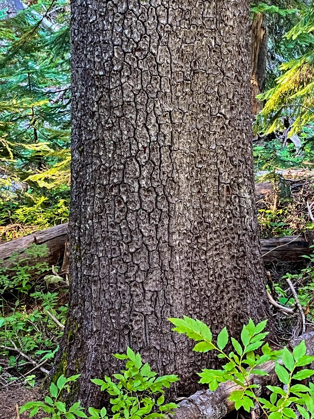 Western white pine