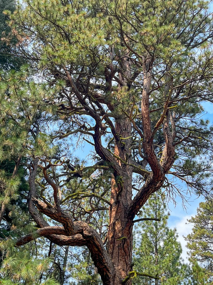  Craggy crown of an ancient ponderosa pine