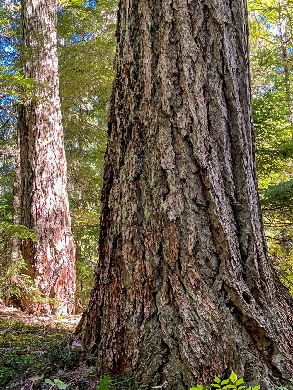 Enormous Douglas-fir