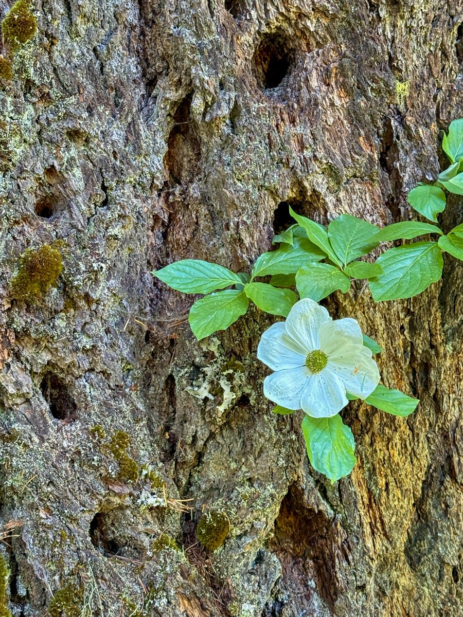Bunchberry over Douglas-fir bark